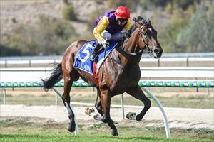 Whips cracking early for Zoustar colt